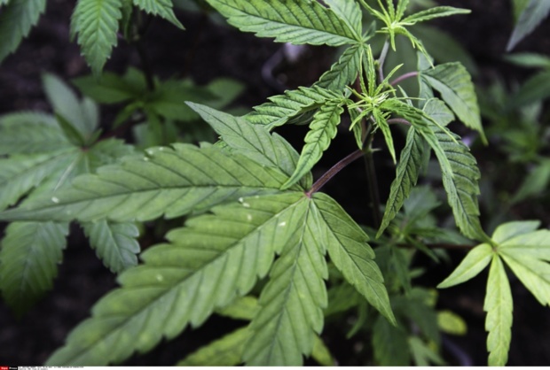 Cannabis: le cas de l'Uruguay divise les politiques français Cannabis: le cas de l'Uruguay divise les politiques français